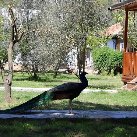 Seker Bungalov Çıralı