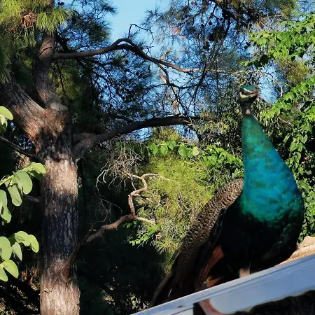 Seker Bungalov Çıralı